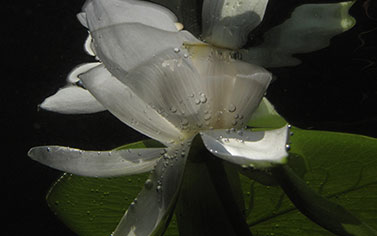 Fleur aquatique