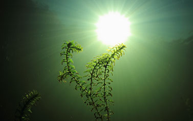 Plante aquatique
