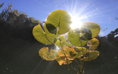 Plante aquatique